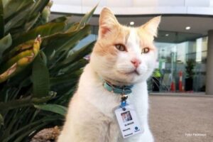 Prati ko ulazi: Mačak radi kao obezbjeđenje u bolnici