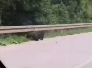 Bajkovit prizor, kakav se rijetko viđa: Na putu kod Pala snimljeni medvjed i dva mečeta VIDEO