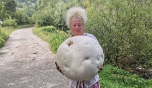 Sa planine se vratila sa ogromnom pečurkom: Biljana šetala i naišla na čudo prirode FOTO