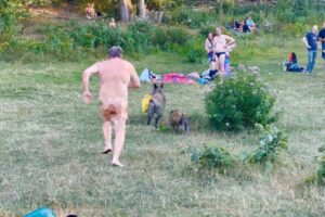 Smijeh bukvalno do suza: Divlja svinja ukrala nudisti laptop, vlasnik je jurio go FOTO