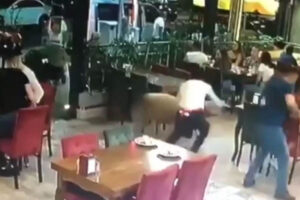 Ovan napravio haos: Kurban pobjegao od vlasnika i utrčao u restoran VIDEO