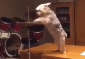 Društvene mreže oduševljene: Pas pronašao bubnjeve i pokazao svoj simpatični talenat VIDEO