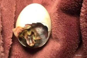 Neobična priča jedne majke! Nosila napuklo jaje u grudnjaku, nakon 35 dana izleglo se pače