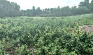 Vrijednost preko milion KM: Policija otkrila plantažu marihuane