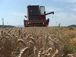 Kiše ni u najavi! Semberski poljorivrednici zbog suše u velikom problemu