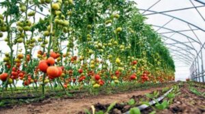 EU sufinansira investicije u poljoprivredu