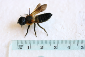 Nije agresivna, ne napada ljude: Prva evropska invazivna pčela pronađena u Banjaluci FOTO