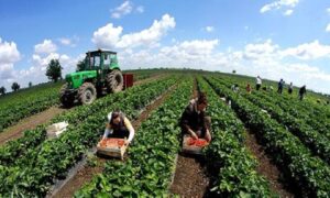 Poljoprivrednici kubure sa nedostatkom radne snage: Za radove u polju dnevnica i do 100 KM