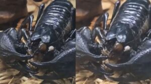 Ljude prepao snimak škorpiona koji jede VIDEO