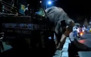 Borba za slobodu: Slon skače iz kamiona da bi se vratio kući VIDEO