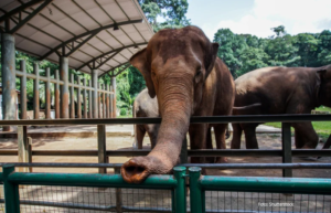 Neke nove metode: Zoološki vrt će stres kod slonova liječiti marihuanom