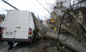 Oluja srušila hrast! Stablo palo na kombi, poginulo troje ljudi, među povrijeđenima dijete