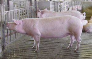 Kako je bolest “ušla” na farmu? Zbog afričke svinjske kuge Njemačka uništava 4.000 svinja
