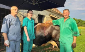Nesvakidašnji događaj u BiH: Veterinari carskim rezom otelili kravu s dvoglavim teletom FOTO