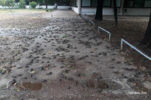 Tužna slika: Na trotoarima hiljade mrtvih vrabaca