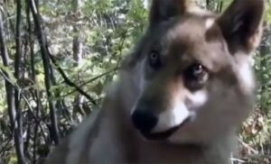 “Voli da se ljubi”: Vučica spasena iz šumskog požara ne odvaja se od ljudi VIDEO