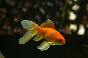 Dnevna doza humora: Mujo nasamario zlatnu ribicu