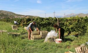 Odličan kvalitet i rod: Trebinjski “Agrofin” prodao skoro kompletnu berbu grožđa