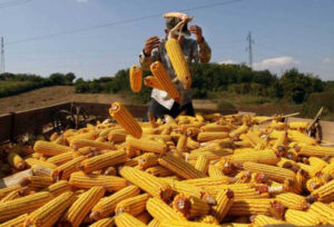 Poljoprivredni stručnjaci poručuju: U Srpskoj trenutno povoljni uslovi za sjetvu kukuruza