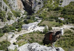 Vraćen u eko-centar: Bjeloglavi sup se nije snašao u prirodi FOTO