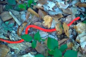 Nepoznata zmija jarko crvene boje snimljena u Kuršumliji VIDEO