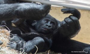 “Veoma neobičan blagoslov”: Svijet priča o bejbi bumu rijetkih gorila