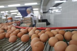 Poskupljuju i jaja: Epidemija ptičijeg gripa poremetila proizvodnju