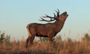 Jedinstvena u Srpskoj: Farma jelena lopatara atrakcija na Ozrenu VIDEO