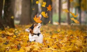 Da li ste planirali nešto za vikend? Prognoza o vremenu u BiH za narednih nekoliko dana