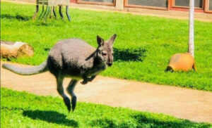 Uplašila ga dječja graja! Kapija bila otvorena, kengur Koki Kol odskakutao u “nepoznato”