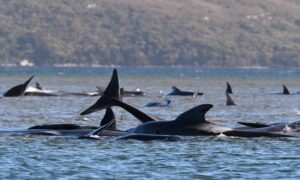 Nesrećne životinje zaglavile u plićaku! Nasukale se stotine kitova, 25 već uginulo