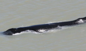 Prvi slučaj da su “pogrešno skrenuli”: Kitovi zalutali u rijeku punu krokodila