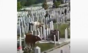 Ljudi šokirani prizorom! Krave pasu travu sa gradskog groblja VIDEO