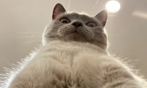 Hit! Ostavio otključan telefon, pa pronašao urnebesne selfije svoje mačke FOTO