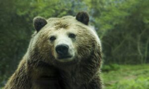 Uznemirujući momenti! Banjalučani se tokom šetnje sreli “oči u oči” sa medvjedom