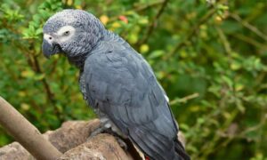 Ptice “poganih jezika”: Papige sklonjene iz parka jer su psovale posjetioce