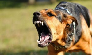 Opšta frka u Jagodini: Pas istrčao iz dvorišta i izujedao sedam ljudi