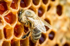 Veliko otkriće naučnika: Otrov pčela uništava agresivne ćelije raka dojke