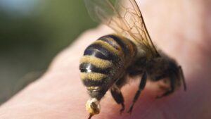 Dnevna doza humora: Mujo i pčele