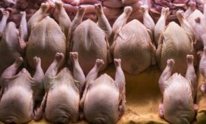 Ne prestaje skok cijena: Piletina će uskoro postati skupa kao govedina