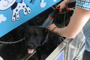 Banjaluka dobija prvu samouslužnu praonicu za pse