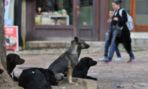 Gorica se vratila iz Australije i udomila više od 100 pasa: Želim da im dam što više ljubavi