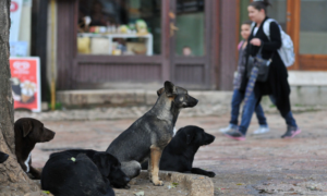 Stravičan slučaj u BiH! Čopor pasa lutalica napao majku i dvogodišnje dijete FOTO