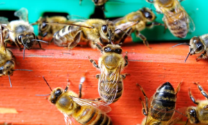 Značajni rezultati izašli iz laboratorije: Otrov pčela uništava agresivne ćelije raka dojke