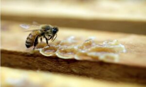 Novi testovi na koronu: Pčele otkrivaju uzorke zaražene virusom
