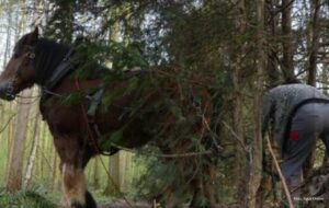 Otac četvoro djece stradao u sječi šume: Udario ga konj prilikom izvlačenja drva