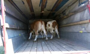 Pomoć mladim mljekarima: Isporučene steone junice, obezbijeđen siguran otkup mlijeka
