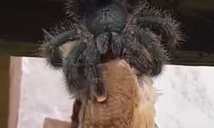 Kad tarantula pojede cijelu pticu VIDEO