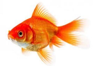 Dnevna doza humora: Perica upecao zlatnu ribicu