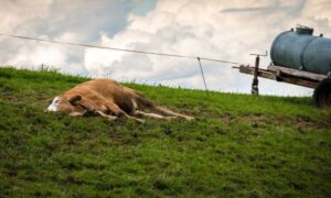 “Neka ovo bude posljednja tragedija”: Otkačila se žica sa dalekovoda i ubila kravu FOTO